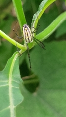 Leucauge blanda