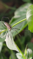 Leucauge blanda
