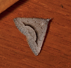 Dichromodes euscia