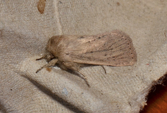 Bathytricha truncata