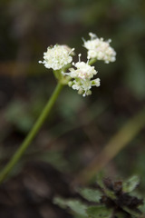 Seseli hippomarathrum
