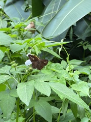 Seseria formosana