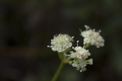 Seseli hippomarathrum