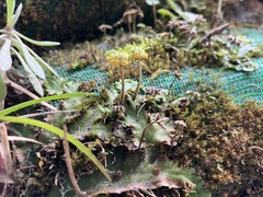Marchantia polymorpha