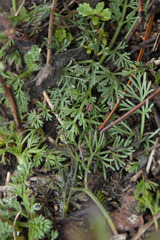 Seseli hippomarathrum