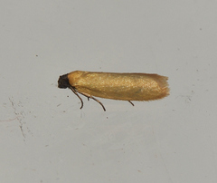 Tortrix concolorana
