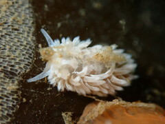 Aeolidia