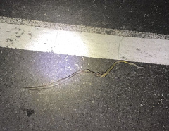 Masticophis lateralis