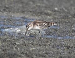 Calidris falcinellus