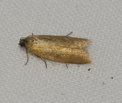 Tortrix concolorana