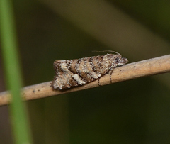 Capua pentazona