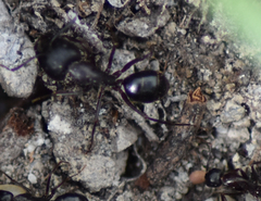Camponotus sylvaticus