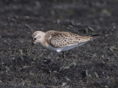 Calidris ferruginea