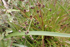Juncus planifolius