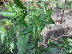 Ludwigia hyssopifolia