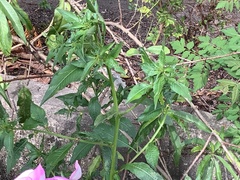 Ludwigia hyssopifolia