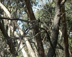 Chrysococcyx lucidus