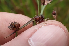 Juncus planifolius