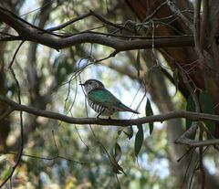 Chrysococcyx lucidus