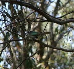 Chrysococcyx lucidus