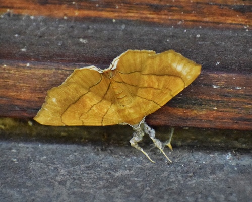 Photo of Orange Drab (Gracilodes caffra)