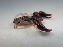 Philomaoria