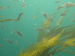 Cymatogaster aggregata