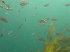 Cymatogaster aggregata