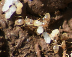 Bothriomyrmex