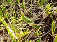 Atractomorpha lata