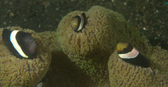 Amphiprion polymnus