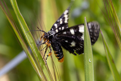 Phalaenoides tristifica