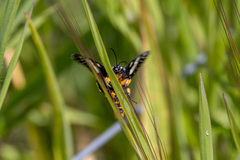 Phalaenoides tristifica