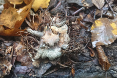 Andricus caputmedusae