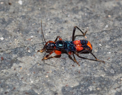 Ectomocoris
