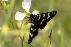 Phalaenoides tristifica