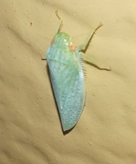 Rugosana