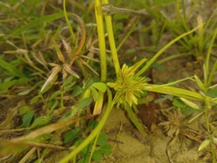 Cyperus pumilus