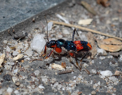 Ectomocoris