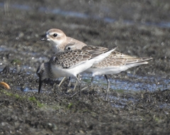 Charadrius mongolus