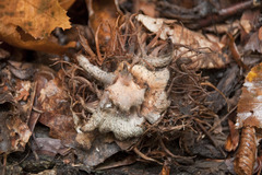 Andricus caputmedusae