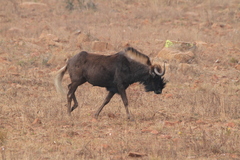 Connochaetes gnou