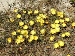 Lampranthus explanatus