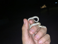 Hypsiglena chlorophaea