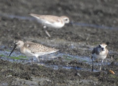 Calidris ferruginea