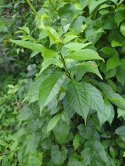 Maesa perlaria formosana