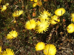 Lampranthus explanatus