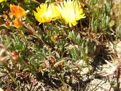 Lampranthus explanatus