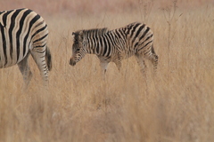 Equus quagga