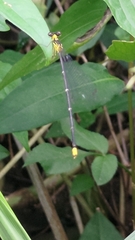 Coeliccia flavicauda